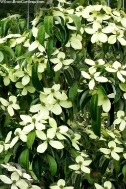 Bernice Evergreen Dogwood Tree (Cornus Angustata) - 2 Gallon Pot -Wilson Bros Gardens Shop cornus angusta bernice eveergreen dogwood tree 1
