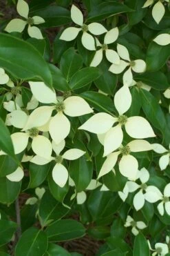 Bernice Evergreen Dogwood Tree (Cornus Angustata) - 2 Gallon Pot -Wilson Bros Gardens Shop cornus angustata bernice evergreen dogwood tree 2