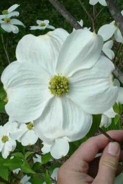 Appalachian Joy Dogwood - 7 Gallon Pot (4-5')