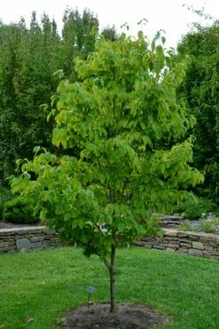 Appalachian Joy Dogwood - 7 Gallon Pot (4-5') -Wilson Bros Gardens Shop cornus florida appalachian joy white flowering dogwood 2 1