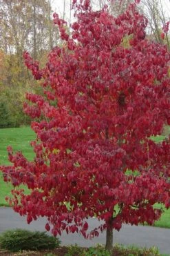 Appalachian Joy Dogwood - 7 Gallon Pot (4-5') -Wilson Bros Gardens Shop cornus florida appalachian joy white flowering dogwood 3 1