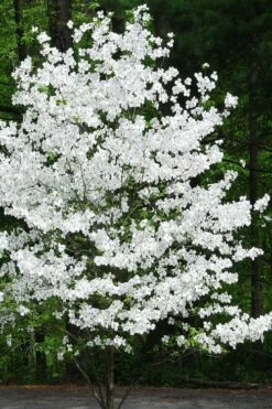 Appalachian Joy Dogwood - 7 Gallon Pot (3-4') -Wilson Bros Gardens Shop cornus florida appalachian joy white flowering dogwood 4