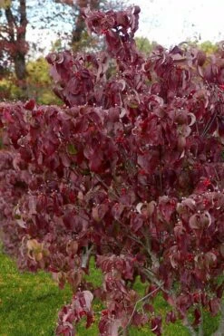Cloud 9 Dogwood Tree - 7 Gallon Pot (4-5') -Wilson Bros Gardens Shop cornus florida cloud 9 dogwood 4