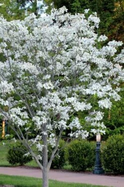 Cloud 9 Dogwood Tree - 7 Gallon Pot (4-5') -Wilson Bros Gardens Shop cornus florida cloud 9 dogwood 5