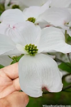 Cloud 9 Dogwood Tree - 1 Gallon Pot