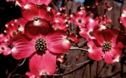 Ragin' Red Dogwood Tree - 3 Gallon Pot -Wilson Bros Gardens Shop cornus florida ragin red dogwood tree 11 1