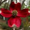 Ragin' Red Dogwood Tree - 3 Gallon Pot