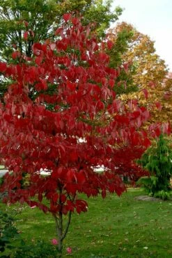 Ragin' Red Dogwood Tree - 3 Gallon Pot -Wilson Bros Gardens Shop cornus florida ragin red dogwood tree 5 1