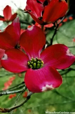 Ragin' Red Dogwood Tree - 3 Gallon Pot -Wilson Bros Gardens Shop cornus florida ragin red dogwood tree 6 1