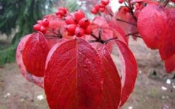 Super Princess White Dogwood - 3 Gallon Pot -Wilson Bros Gardens Shop cornus florida super princess dogwood 1