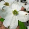 Super Princess White Dogwood - 3 Gallon Pot