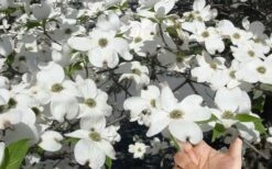 Super Princess White Dogwood - 3 Gallon Pot -Wilson Bros Gardens Shop cornus florida super princess dogwood 3