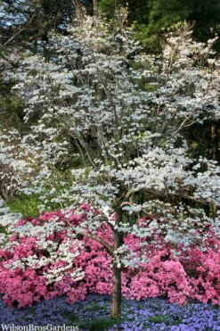 Super Princess White Dogwood - 3 Gallon Pot -Wilson Bros Gardens Shop cornus florida super princess dogwood 6