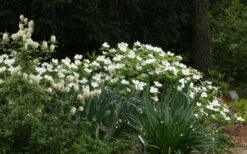 Suwannee Squat Dwarf Flowering Dogwood - 3 Gallon Pot -Wilson Bros Gardens Shop cornus florida suwannee squat white dogwood 3