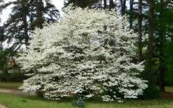 Native White Flowering Dogwood (Cornus Florida) - 3 Gallon Pot -Wilson Bros Gardens Shop cornus florida white flowering dogwood 1