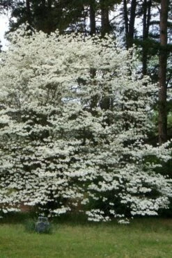 Native White Flowering Dogwood (Cornus Florida) - 3 Gallon Pot -Wilson Bros Gardens Shop cornus florida white flowering dogwood 2
