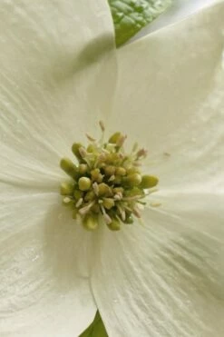 Native White Flowering Dogwood (Cornus Florida) - 3 Gallon Pot -Wilson Bros Gardens Shop cornus florida white flowering dogwood 5