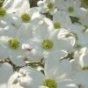 Native White Flowering Dogwood (Cornus Florida) - 3 Gallon Pot