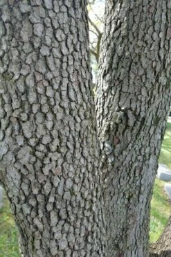 Native White Flowering Dogwood (Cornus Florida) - 3 Gallon Pot -Wilson Bros Gardens Shop cornus florida white flowering dogwood 8