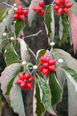 Native White Flowering Dogwood (Cornus Florida) - 3 Gallon Pot -Wilson Bros Gardens Shop cornus florida white flowering dogwood fruit berries 9