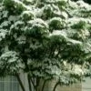 White Kousa Chinese Dogwood (Multi-Trunk) - 7 Gallon Pot (4-5')