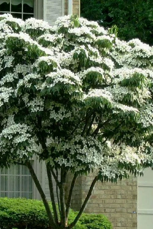 White Kousa Chinese Dogwood (Multi-Trunk) - 7 Gallon Pot (4-5') 1 White Kousa Chinese Dogwood (Multi-Trunk) - 7 Gallon Pot (4-5')