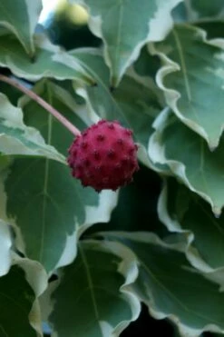 Samaritan Variegated Kousa Dogwood - 7 Gallon Pot (4-5') -Wilson Bros Gardens Shop cornus kousa samzam samaritan variegated kousa dogwood tree 7 1