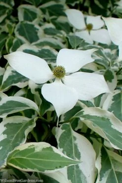 Wolf Eyes Variegated Kousa Dogwood - 5 Gallon Pot
