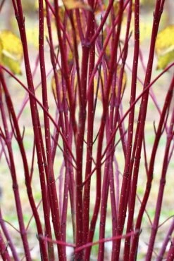 Red Osier Red Twig Dogwood (Cornus Sericea) - 2 Gallon Pot -Wilson Bros Gardens Shop cornus sericera red osier dogwood 1 2