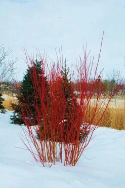 Red Osier Red Twig Dogwood (Cornus Sericea) - 1 Gallon Pot -Wilson Bros Gardens Shop cornus sericera red osier dogwood 4 2