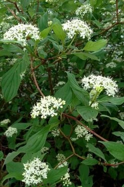 Red Osier Red Twig Dogwood (Cornus Sericea) - 1 Gallon Pot -Wilson Bros Gardens Shop cornus sericera red osier dogwood 5 4