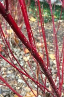 Arctic Fire Red Twig Dogwood - 3 Gallon Pot -Wilson Bros Gardens Shop cornus stolonifera farrow arctic fire red twig dogwood 2 1