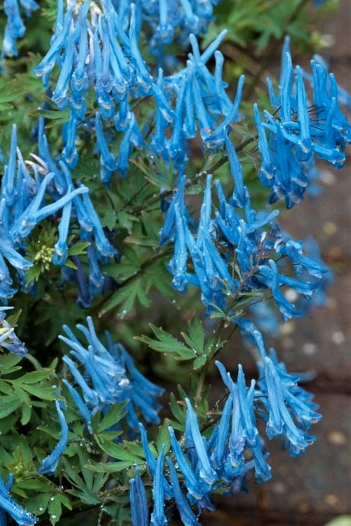 Hillier Porcelain Blue Corydalis - 1 Gallon Pot 1 Hillier Porcelain Blue Corydalis - 1 Gallon Pot