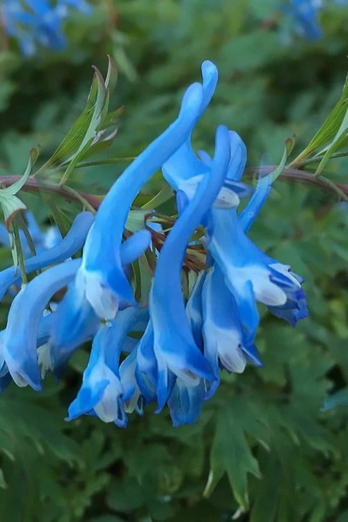 Hillier Porcelain Blue Corydalis - 1 Gallon Pot 5 Hillier Porcelain Blue Corydalis - 1 Gallon Pot - Image 5