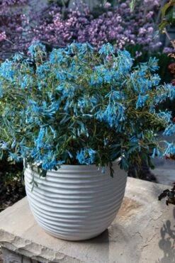 Hillier Porcelain Blue Corydalis - 1 Gallon Pot 8 Hillier Porcelain Blue Corydalis - 1 Gallon Pot -Wilson Bros Gardens Shop corydalis flexuosa porcelian blue 5