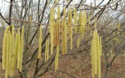 American Hazelnut Filbert (Corylus Americana) - 3 Pack Of 1.5 Quart Pots -Wilson Bros Gardens Shop corylus american american hazelnut fall leaves 10 1