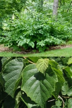American Hazelnut Filbert (Corylus Americana) - 3 Pack Of 1.5 Quart Pots -Wilson Bros Gardens Shop corylus american american hazelnut fall leaves 13 1