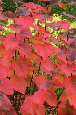 American Hazelnut Filbert (Corylus Americana) - 3 Pack Of 1.5 Quart Pots -Wilson Bros Gardens Shop corylus american american hazelnut fall leaves 6 1