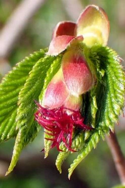 American Hazelnut Filbert (Corylus Americana) - 3 Pack Of 1.5 Quart Pots -Wilson Bros Gardens Shop corylus american american hazelnut fall leaves 8 1