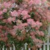 Grace Pink Flowering Smoke Tree - 5 Gallon Pot
