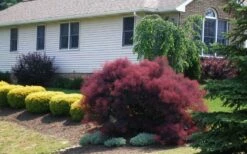 Velveteeny Purple Smoke Bush (Cotinus Coggygria) - 3 Gallon Pot -Wilson Bros Gardens Shop cotinus coggygria velveteeny dwarf purple smoke bush 1