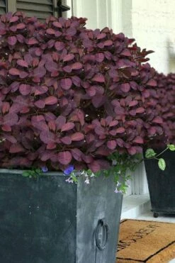 Velveteeny Purple Smoke Bush (Cotinus Coggygria) - 3 Gallon Pot