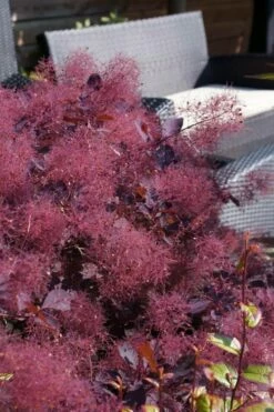 Dusky Maiden Smoke Tree (Single Trunk Topiary) - 7 Gallon Pot (3-4') -Wilson Bros Gardens Shop cotinus dusky maiden smoke bush 4