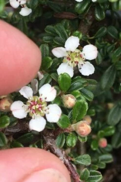Streib's Findling Cotoneaster - 1 Gallon Pot -Wilson Bros Gardens Shop cotoneaster dammeri streibs findling 3
