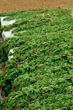 Streib's Findling Cotoneaster - 1 Gallon Pot -Wilson Bros Gardens Shop cotoneaster dammeri streibs findling 5