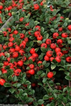 Streib's Findling Cotoneaster - 1 Gallon Pot -Wilson Bros Gardens Shop cotoneaster dammeri streibs findling 8