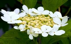 Cranberry Viburnum (Highbush) - 3 Gallon Pot -Wilson Bros Gardens Shop cranberry viburnum 6
