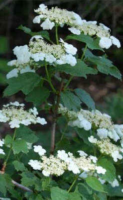 Cranberry Viburnum (Highbush) - 3 Gallon Pot -Wilson Bros Gardens Shop cranberry viburnum 7