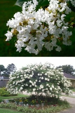 Acoma Weeping White Crape Myrtle - 1 Gallon Pot -Wilson Bros Gardens Shop crape myrtle acoma 500x750 2