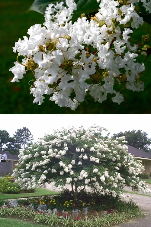 Acoma Weeping White Crape Myrtle - 7 Gallon Pot (4-5') 4 Acoma Weeping White Crape Myrtle - 7 Gallon Pot (4-5') - Image 4